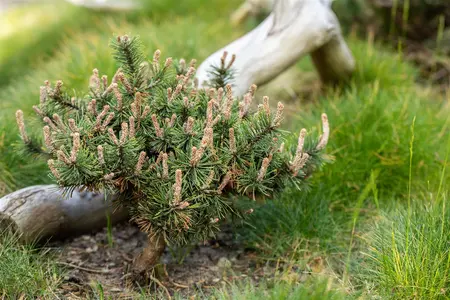 Pinus nigra 'Pierrick Br?geon' (Brepo) - 40-50 CM C10 - image 4