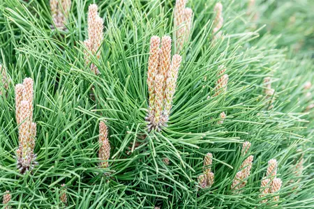 Pinus nigra 'Pierrick Br?geon' (Brepo) - 40-50 CM C10 - image 5