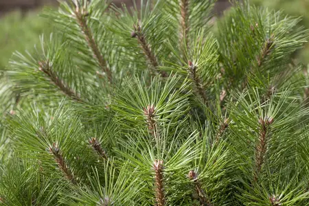 Pinus nigra 'Pierrick Br?geon' (Brepo) - 150 CM STEM C70 - image 1
