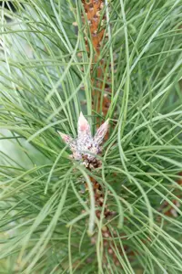 Pinus nigra 'Pyramidalis' - 40-50 CM C5 - image 2