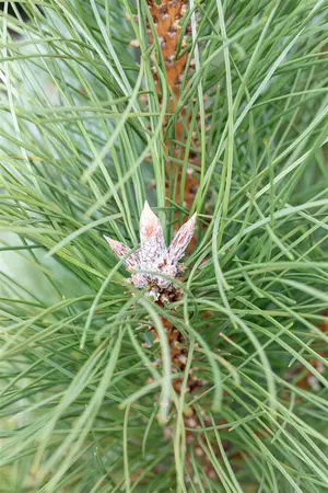 Pinus nigra 'Pyramidalis' - 100-125 CM C15 - image 2