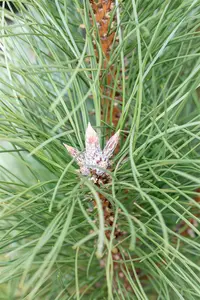 Pinus nigra 'Pyramidalis' - 100-125 CM C15 - image 2