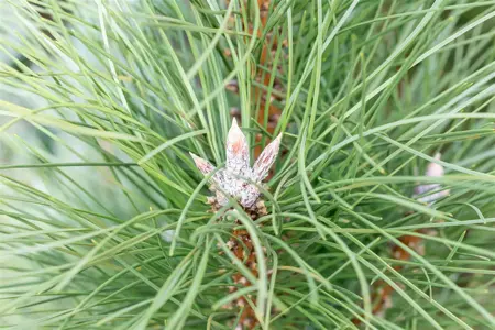 Pinus nigra 'Pyramidalis' - 40-50 CM C5 - image 1