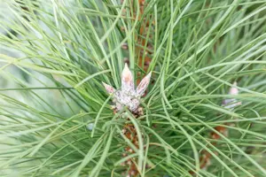 Pinus nigra 'Pyramidalis'
