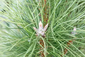 Pinus nigra 'Pyramidalis' - 100-125 CM C15 - image 2