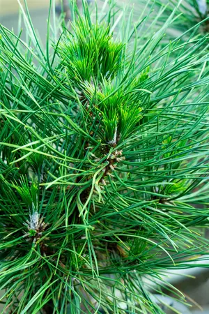 Pinus nigra 'Spielberg' - 60-70 CM C30 - image 2
