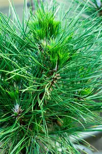 Pinus nigra 'Spielberg' - 60-70 CM C30 - image 2