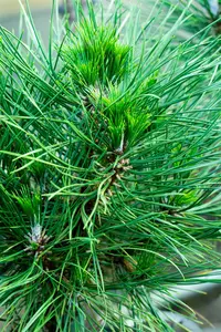 Pinus nigra 'Spielberg' - 30-40 CM C4.5 - image 2