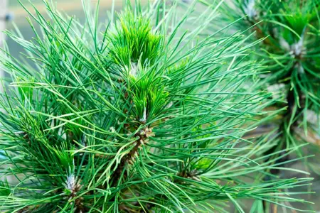 Pinus nigra 'Spielberg' - 40-50 CM C15 - image 1
