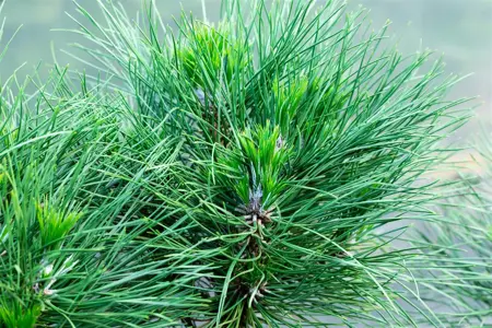 Pinus nigra 'Spielberg' - 40-50 CM C15 - image 3
