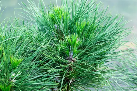 Pinus nigra 'Spielberg' - 40-50 CM RB - image 3