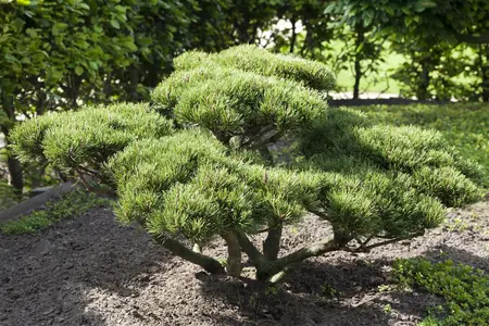 Pinus parviflora - 140-160 CM C110 - image 5
