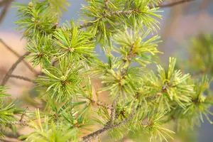 Pinus parviflora 'Adcock's Dwarf' - 30-40 CM C7.5