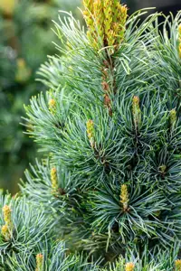 Pinus parviflora 'Bergman' - 12-15 CM P9 - image 3