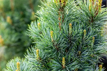Pinus parviflora 'Bergman' - 12-15 CM P9 - image 2