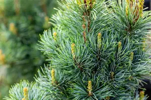 Pinus parviflora 'Bergman' - 12-15 CM P9 - image 2