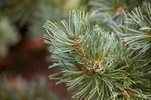 Pinus parviflora 'Bergman' - 30-40 CM C3 - image 1