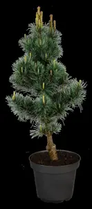 Pinus parviflora 'Bergman' - 12-15 CM P9 - image 4