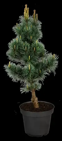 Pinus parviflora 'Bergman' - 30-40 CM C3 - image 4
