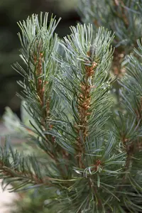 Pinus parviflora 'Blue Angel' (Blauer Engel)
