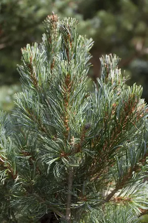 Pinus parviflora 'Blue Angel' (Blauer Engel) - 70-80 CM C10 - image 3