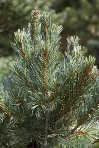 Pinus parviflora 'Blue Angel' (Blauer Engel) - 70-80 CM C10 - image 3