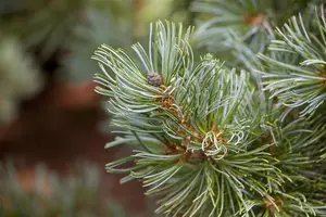 Pinus parviflora 'Blue Angel' (Blauer Engel) - 70-80 CM C10 - image 2