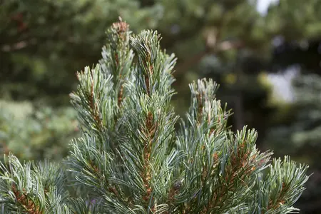 Pinus parviflora 'Blue Angel' (Blauer Engel) - 70-80 CM C10 - image 4
