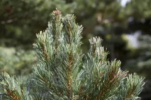 Pinus parviflora 'Blue Angel' (Blauer Engel) - 70-80 CM C10 - image 4