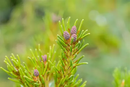 Pinus parviflora 'Blue Angel' (Blauer Engel) - 70-80 CM C10 - image 5