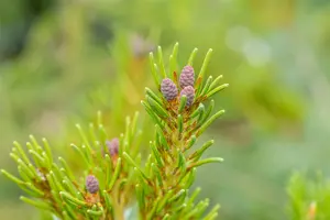 Pinus parviflora 'Blue Angel' (Blauer Engel) - 70-80 CM C10 - image 5