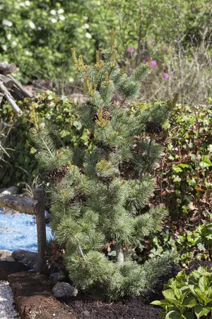 Pinus parviflora 'Glauca' - 25-30 CM C3 - image 4