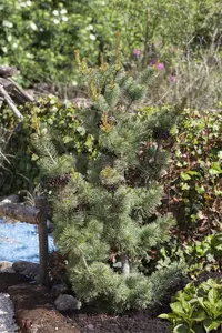 Pinus parviflora 'Glauca' - 25-30 CM C3 - image 4