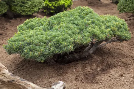 Pinus parviflora 'Glauca' - 25-30 CM C3 - image 2