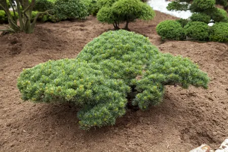 Pinus parviflora 'Glauca' - 25-30 CM C3 - image 3
