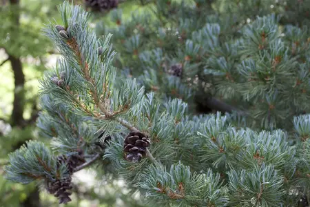 Pinus parviflora 'Glauca' - 40-50 CM C7.5 - image 5