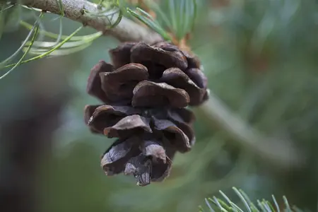 Pinus parviflora 'Glauca' - 30-40 CM C3 - image 4