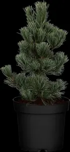 Pinus parviflora 'Glauca' - 25-30 CM C3 - image 5