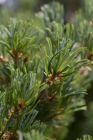 Pinus parviflora 'Goldilocks' - 60-80 CM C25 - image 1