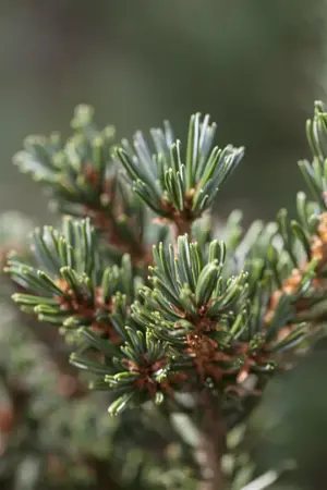 Pinus parviflora 'Goldilocks' - 60-80 CM C25 - image 2