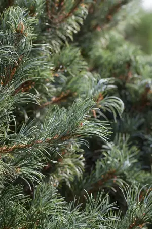 Pinus parviflora 'Goldilocks' - 60-80 CM C25 - image 3