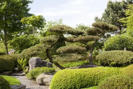 Pinus parviflora 'Goldilocks' - 60-80 CM C25 - image 4