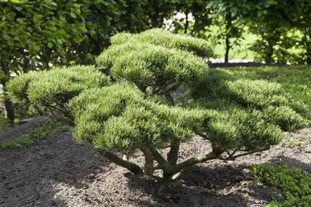 Pinus parviflora 'Goldilocks' - 60-80 CM C25 - image 5