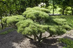 Pinus parviflora 'Goldilocks' - 60-80 CM C25 - image 5