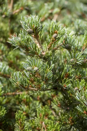 Pinus parviflora 'Hageromo' - 15-20 CM C3 - image 4