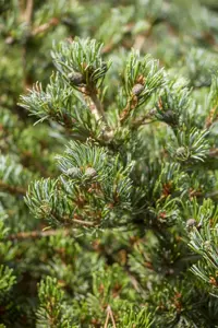 Pinus parviflora 'Hageromo' - 15-20 CM C3 - image 4