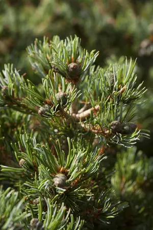 Pinus parviflora 'Hageromo' - 15-20 CM C5 - image 1