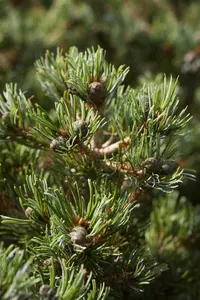 Pinus parviflora 'Hageromo'