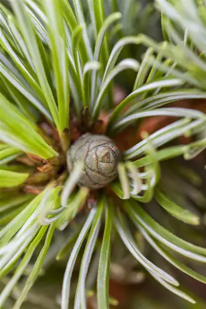 Pinus parviflora 'Hageromo' - 15-20 CM C5 - image 2