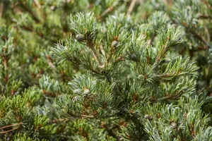 Pinus parviflora 'Hageromo' - 15-20 CM C3 - image 3